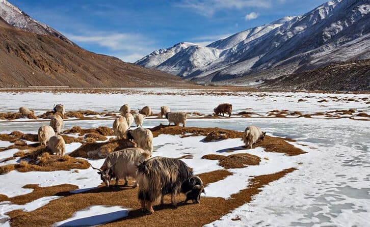 Ladakh's Wildlife