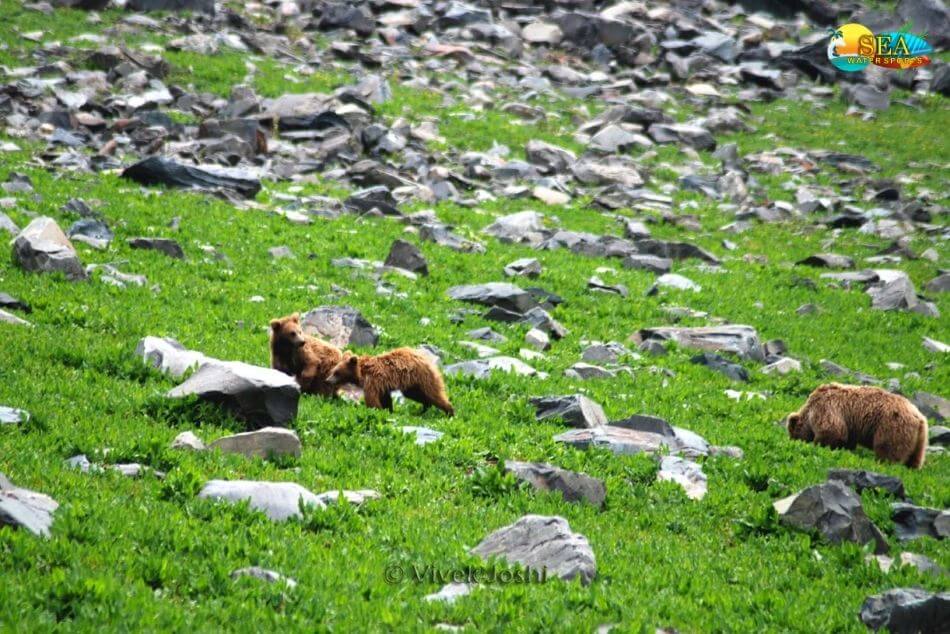 Dachigam National Park